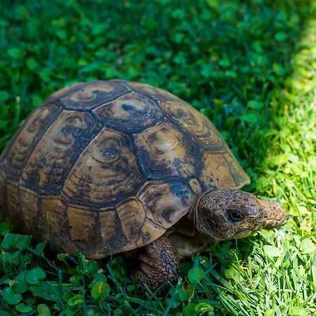 Garden-cavtat Apartment Cavtat