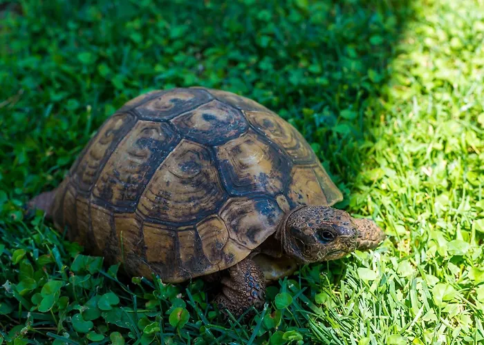 Garden-cavtat Lägenhet Cavtat